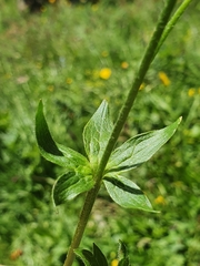 Ranunculus villarsii