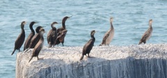 Phalacrocoracidae