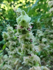 Pseudodictamnus acetabulosus