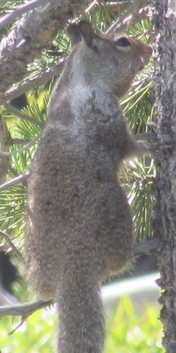 iNaturalist observation photo of California Ground Squirrel