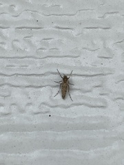 Chaoborus punctipennis