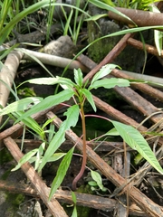 Amaranthus cannabinus