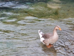 Anser anser domesticus × anser cygnoides domesticus