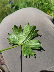 Ranunculus villarsii