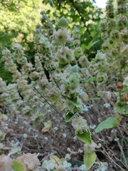 Pseudodictamnus acetabulosus