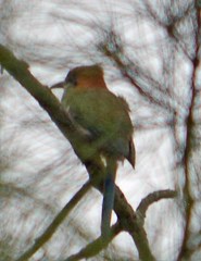 Momotus mexicanus