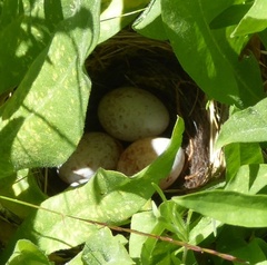 Junco hyemalis
