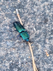 Chalcolepidius smaragdinus