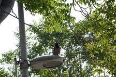 Corvus cornix