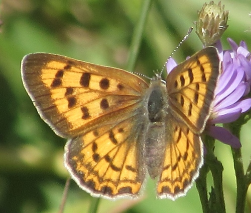 iNaturalist observation photo of Purplish Copper
