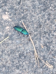Chalcolepidius smaragdinus