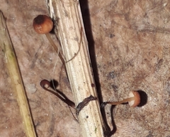 Marasmius graminum