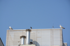 Larus michahellis