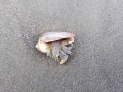 Decapoda