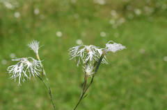 Dianthus superbus stenocalyx