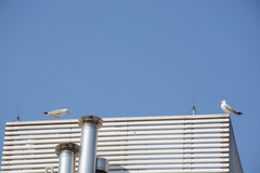 Larus michahellis