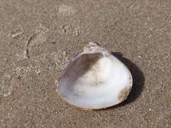 Tivela mactroides