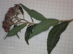 Podosphaera clandestina