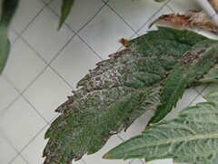 Podosphaera clandestina