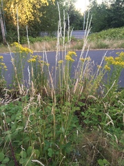 Arrhenatherum elatius