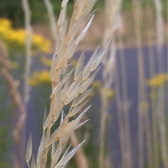 Arrhenatherum elatius