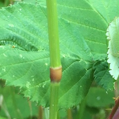 Arrhenatherum elatius