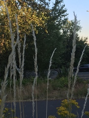 Arrhenatherum elatius