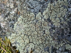 Lecanora sulphurea