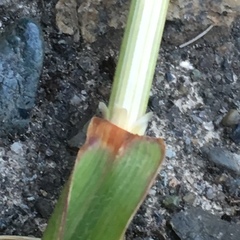 Arrhenatherum elatius