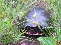 Chrysemys picta marginata