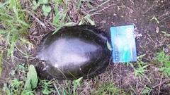 Chrysemys picta marginata