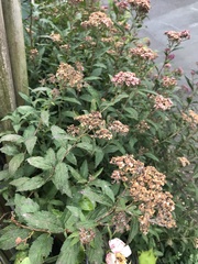 Podosphaera clandestina