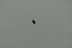 Coleoptera