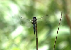 Libellula fulva