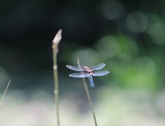 Libellula depressa