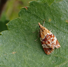 Phtheochroa vulneratana