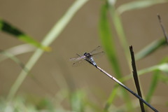 Libellula fulva