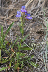 Penstemon gormanii