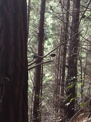 Petroica macrocephala