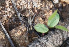 Hogna coloradensis