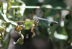Platycnemis pennipes