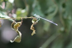 Platycnemis pennipes
