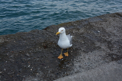 Larus michahellis