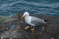 Larus michahellis