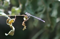 Platycnemis pennipes