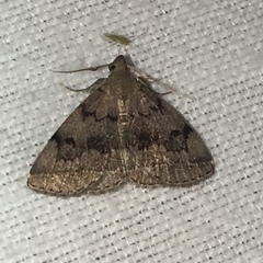 Zanclognatha dentata