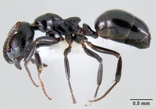 Bog Odorous Ant photo 3