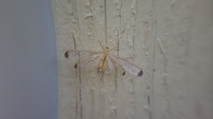 Hylobittacus apicalis