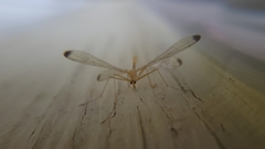 Hylobittacus apicalis