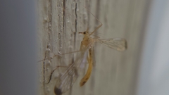 Hylobittacus apicalis